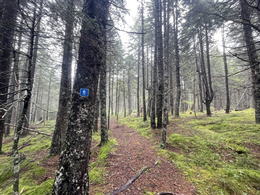 A path in the woods in Fundy National Park.